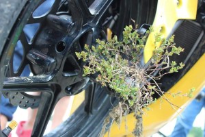 FB_IMG_1474300312444[1]